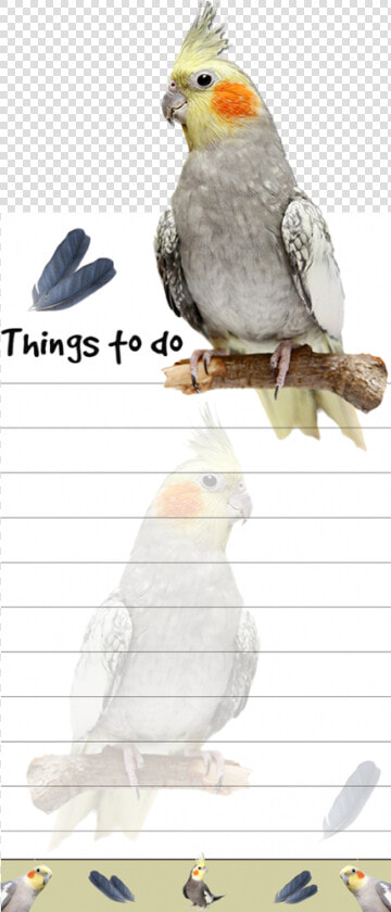 Cockatiel  HD Png DownloadTransparent PNG