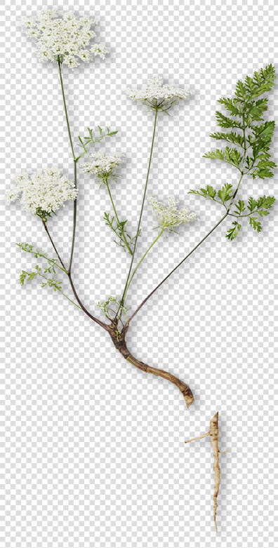 Angelica Essential Oil  HD Png DownloadTransparent PNG