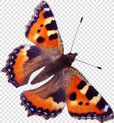 Red Admiral Butterfly Png  Transparent PngTransparent PNG