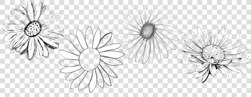 Original Daisies   Chamomile  HD Png DownloadTransparent PNG