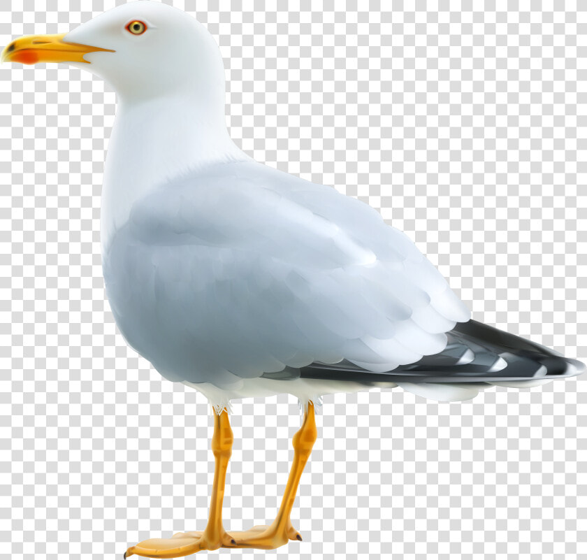 Seagull Png Clipart Image   Seagull Png  Transparent PngTransparent PNG