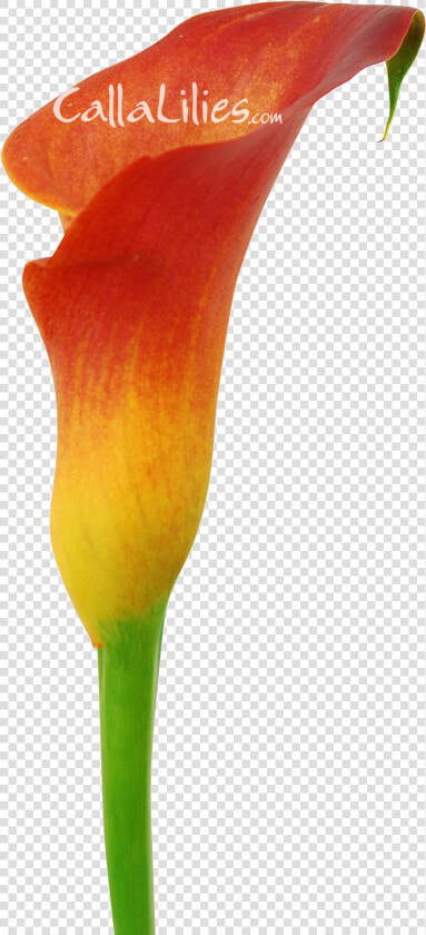 Orange Tinted Flower   Arum  HD Png DownloadTransparent PNG