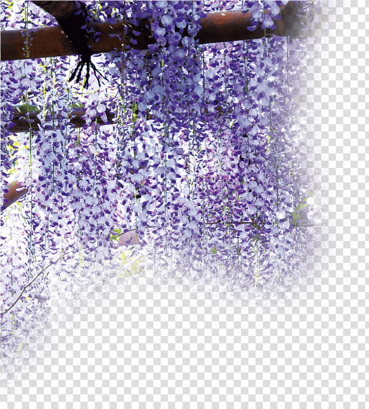 金蛇水神社 藤棚   Wisteria  HD Png DownloadTransparent PNG