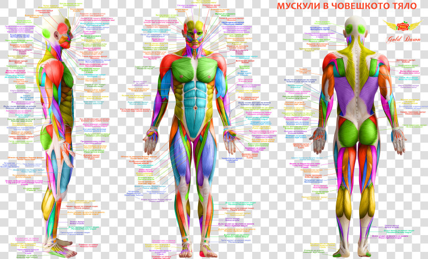Мускули В Човешкото Тяло Body Muscles Anatomy Free   Major Muscles Of The Human Body  HD Png DownloadTransparent PNG