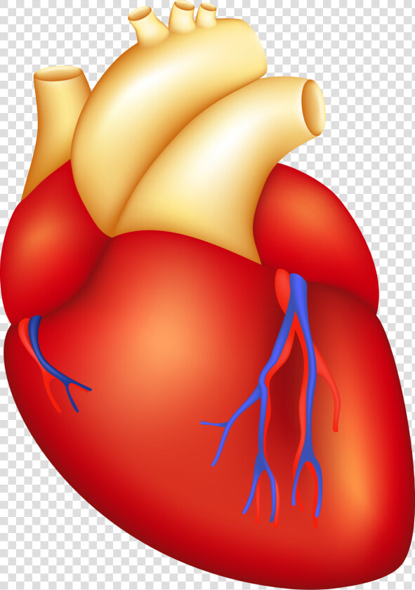 Transparent Human Heart Clipart   Heart Part Of Body  HD Png DownloadTransparent PNG
