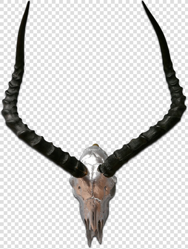 Real Impala Skull Silver Spray Painted African Antelope   Antelope Horns  HD Png DownloadTransparent PNG