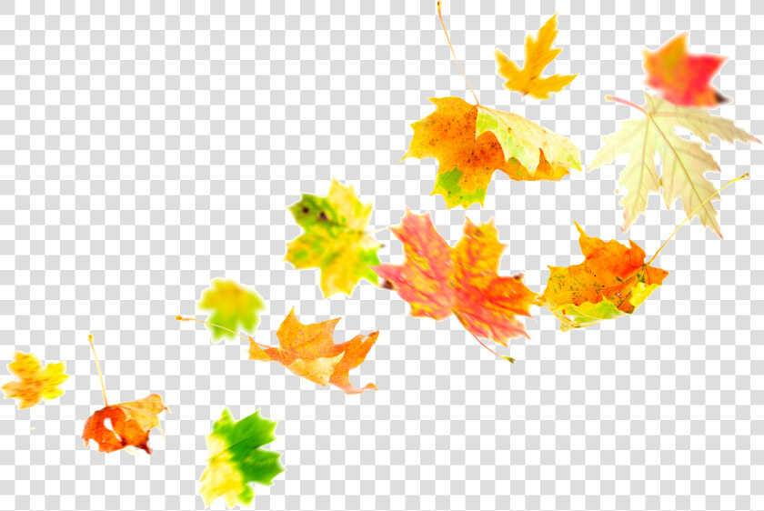 Transparent Fall Leaves Border Png   Transparent Leaves In The Wind Png  Png DownloadTransparent PNG