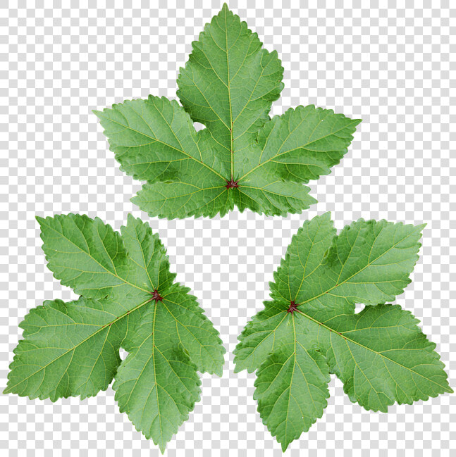 Transparent Green Wallpaper Png   Daun Png  Png DownloadTransparent PNG