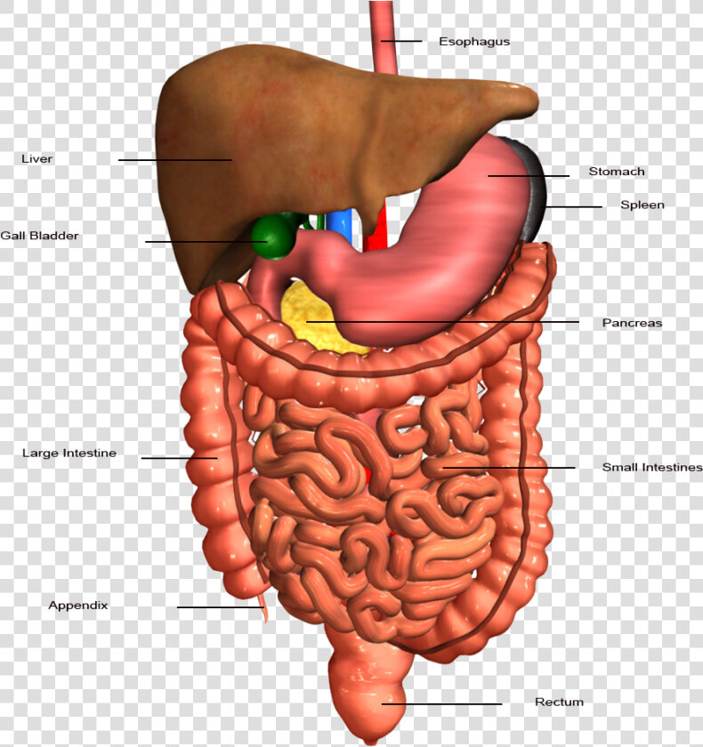 Stomach Clipart Human Intestine   Human Digestive System  HD Png DownloadTransparent PNG