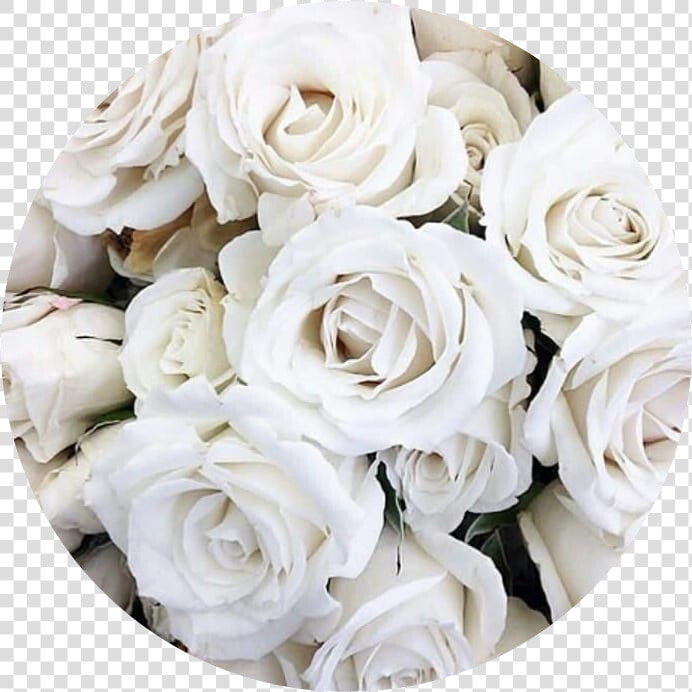  circle  aesthetic  white  rose  roses  flower  flowers   Aesthetic White Flowers  HD Png DownloadTransparent PNG
