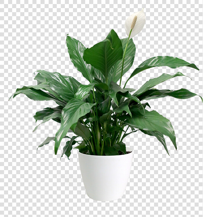Houseplant  HD Png DownloadTransparent PNG