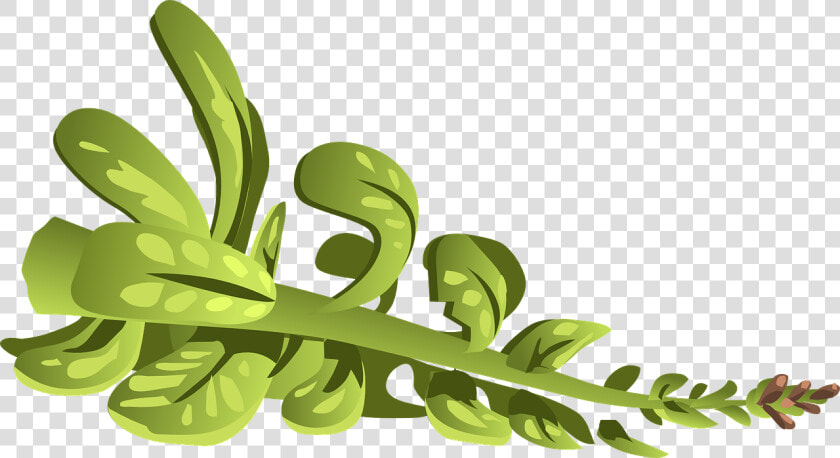 Plant  Green  Leaves  Branch  Nature  Grass   Clip Art  HD Png DownloadTransparent PNG