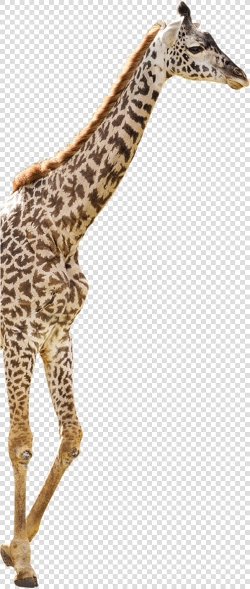   Giraffe   Png Download   Giraffe  Transparent PngTransparent PNG