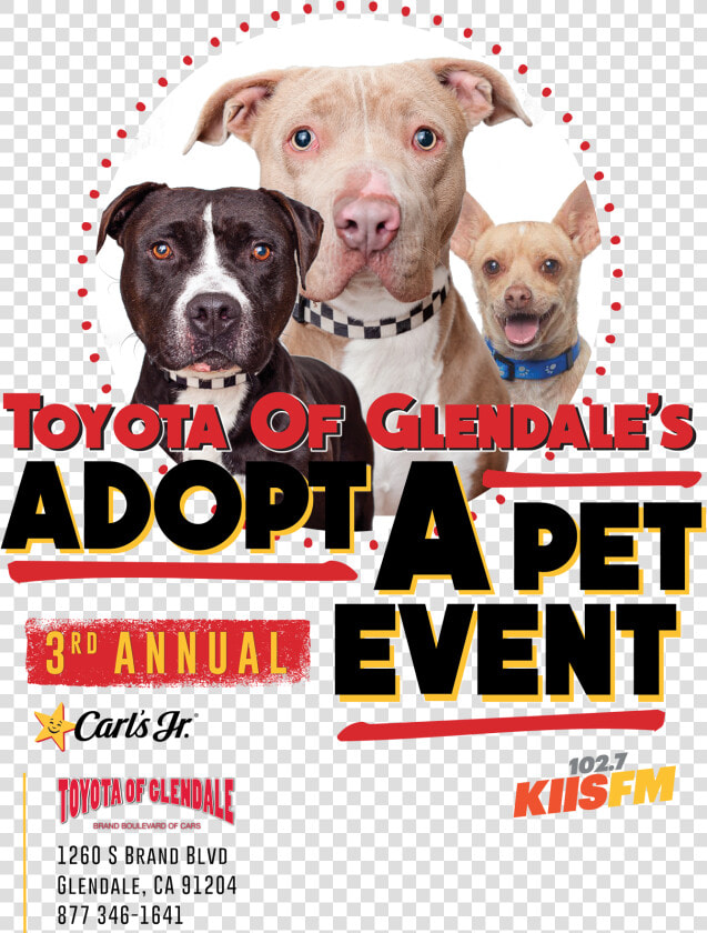 American Pit Bull Terrier  HD Png DownloadTransparent PNG