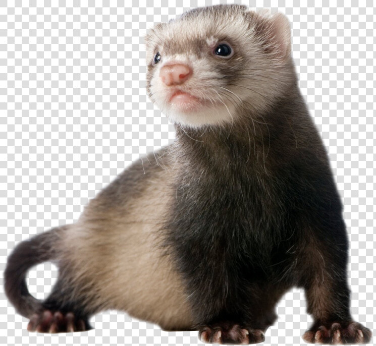 Ferret Standing Png Image   Transparent Ferret Png  Png DownloadTransparent PNG