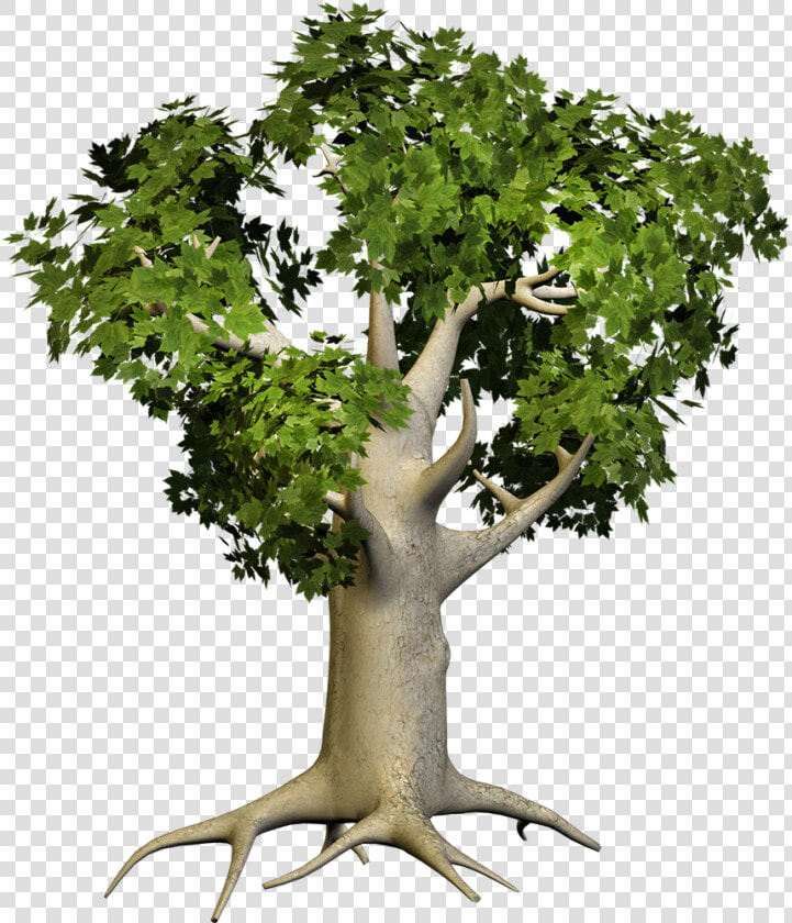 Big Tree Png   Png Download   Big Tree Png Hd  Transparent PngTransparent PNG