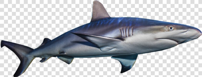Transparent Invisible Clipart   Basking Shark Transparent Bg Gif  HD Png DownloadTransparent PNG