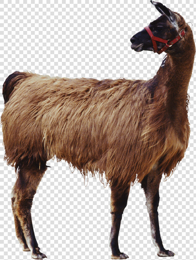 Goat Applied Animal Nutrition Cat Livestock   Animal Transparent Background Png  Png DownloadTransparent PNG