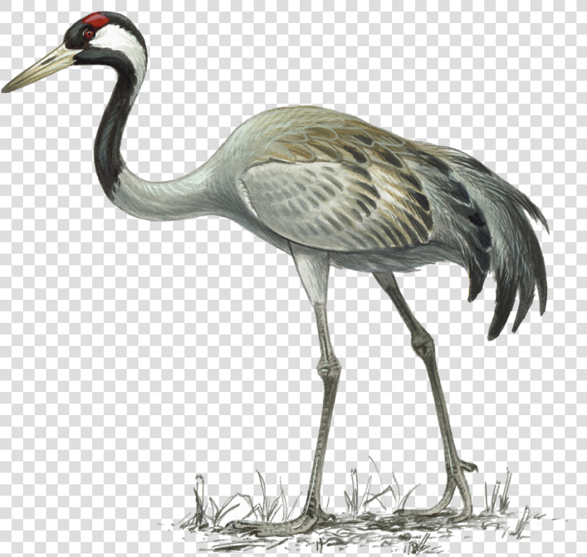 Crane   Common Crane Illustration  HD Png DownloadTransparent PNG