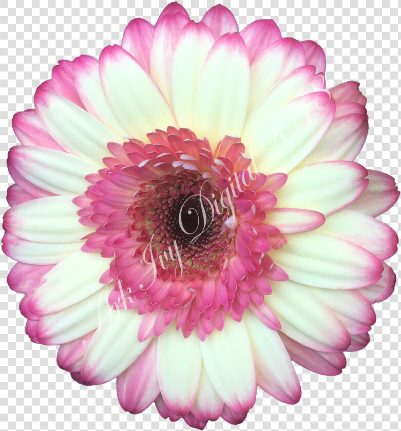Barberton Daisy  HD Png DownloadTransparent PNG