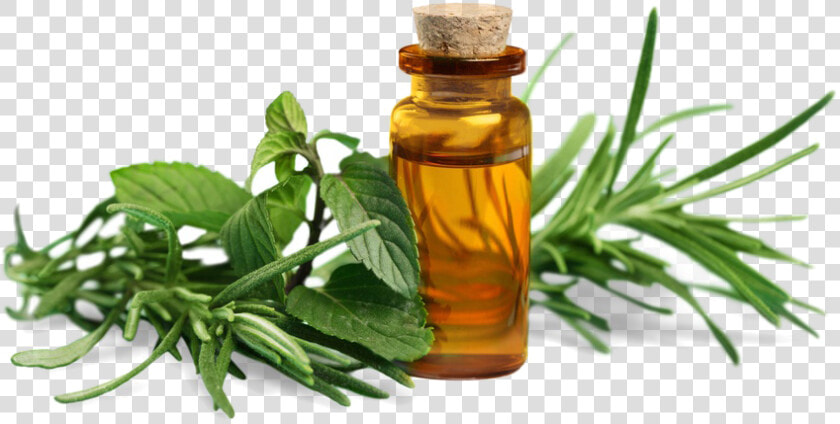 Essential Oil   Essential Oils Png  Transparent PngTransparent PNG