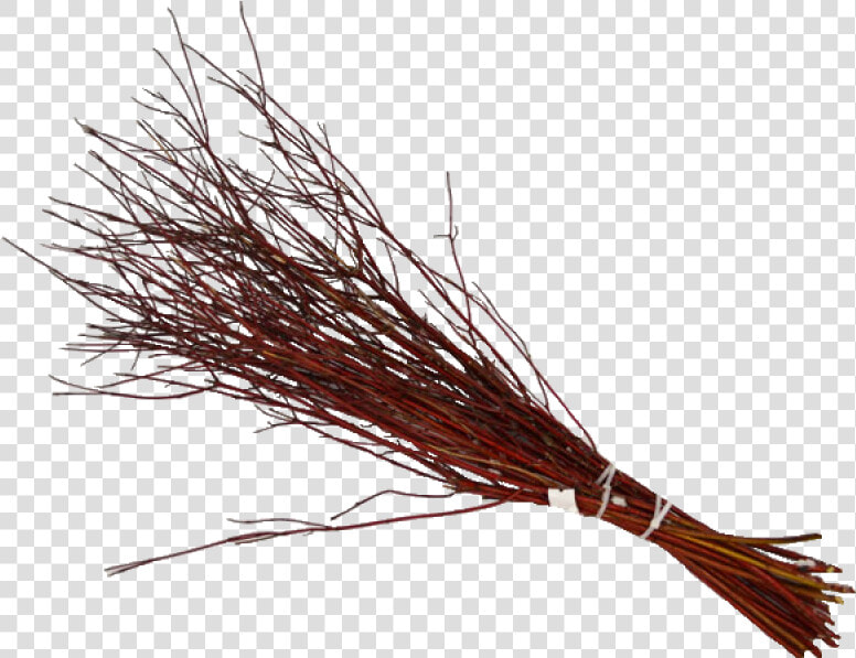 Dogwood Red Twig 3 Ft   Png Download   Pond Pine  Transparent PngTransparent PNG