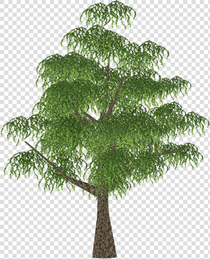 Twig  HD Png DownloadTransparent PNG
