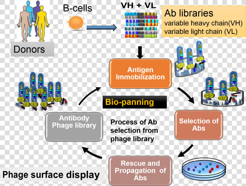 Overview Of Antibody Library Production And Selections   Phage Display Antibody Library  HD Png DownloadTransparent PNG