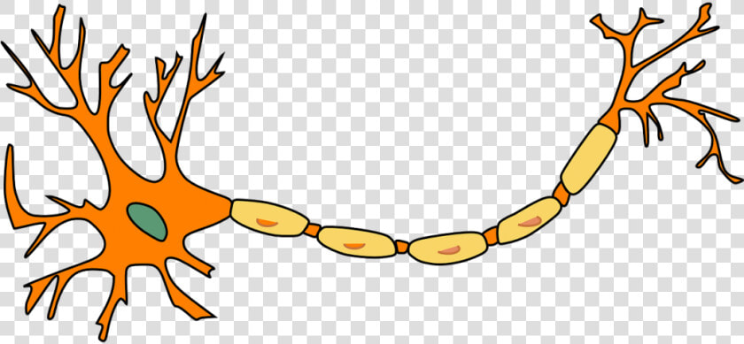 Neuron  Nerve Cell  Axon  Dendrite  Cell  Biology   Neuron Clip Art  HD Png DownloadTransparent PNG