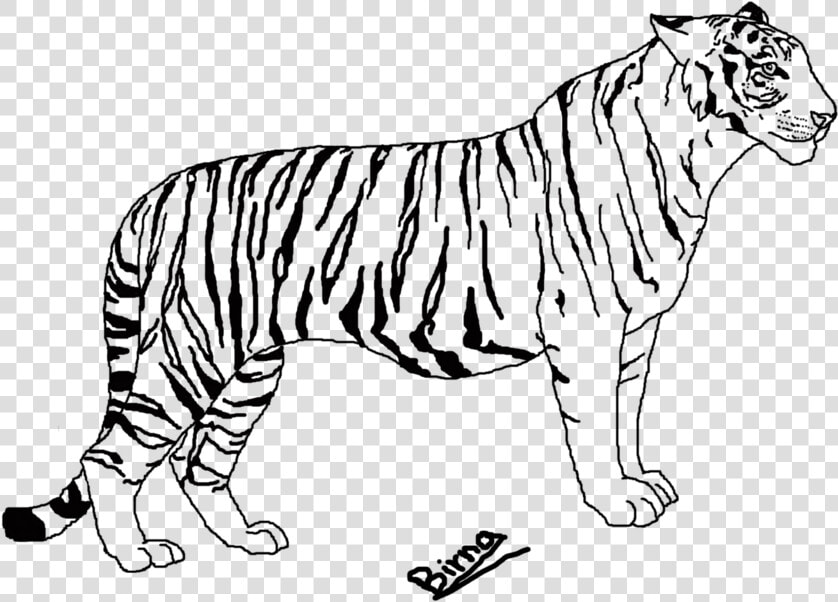 Line At Getdrawings Com   Tiger Line Art Png  Transparent PngTransparent PNG