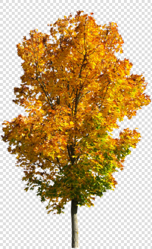 Transparent Fall Tree Png   Fall Tree Transparent Background  Png DownloadTransparent PNG