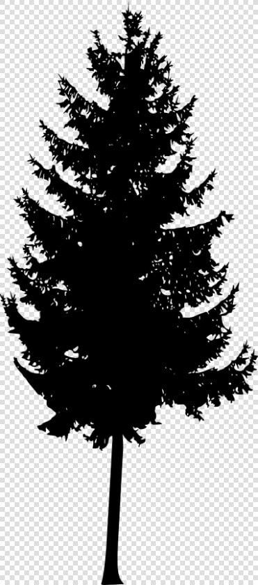 30 Pine Tree Silhouette Vol   Mountain Ash Tree Silhouette  HD Png DownloadTransparent PNG
