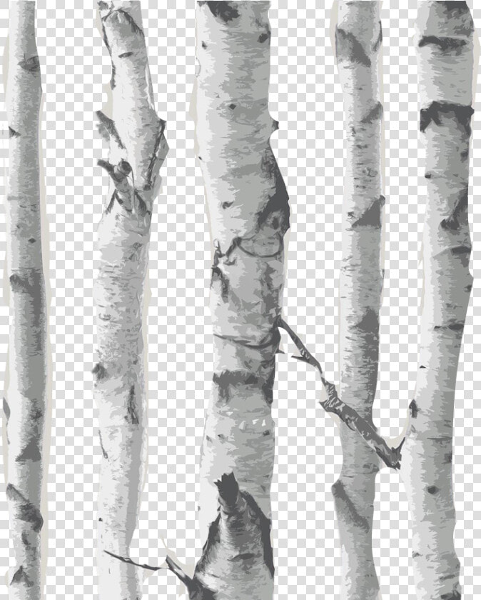 Transparent Birch Tree Clipart   Birch Tree Transparent Background  HD Png DownloadTransparent PNG