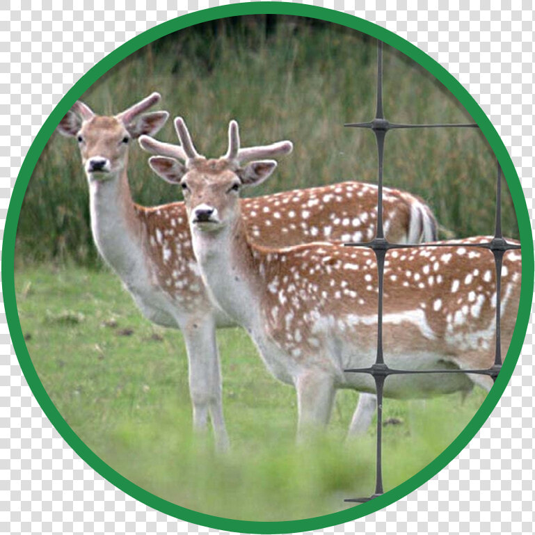 Fallow Deer  HD Png DownloadTransparent PNG