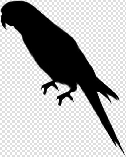 Parrot Png Transparent Images   Transparent Background Parrot Clipart  Png DownloadTransparent PNG