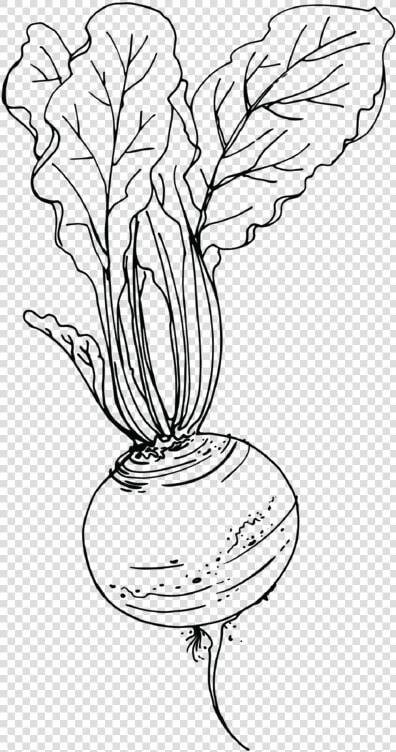 Beet Drawing  HD Png DownloadTransparent PNG