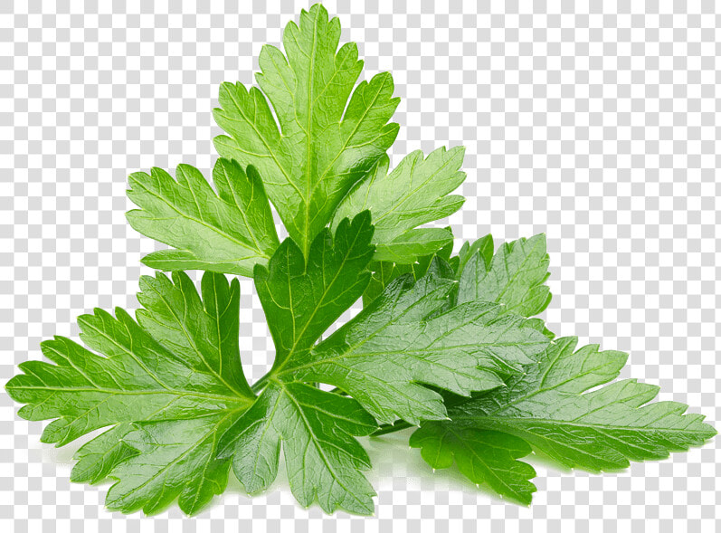 Cilantro Leaves  HD Png DownloadTransparent PNG