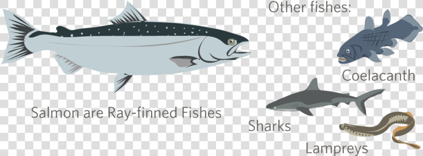 Ray Finned Fish And Shark  HD Png DownloadTransparent PNG