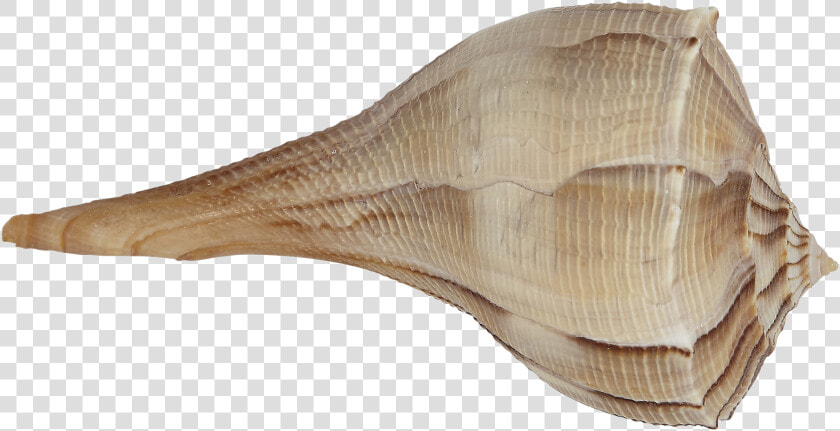 Whelk Left Hand   Conch  HD Png DownloadTransparent PNG