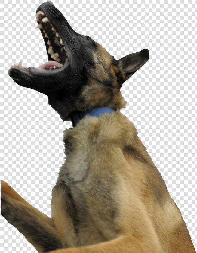 Dog Yawns  HD Png DownloadTransparent PNG