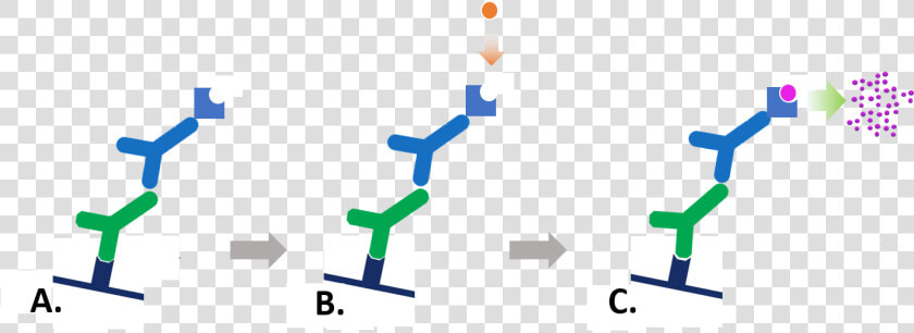 Transparent Antibodies Png   Colorimetric Detection Western Blot  Png DownloadTransparent PNG