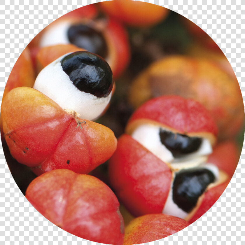 Guarana  HD Png DownloadTransparent PNG