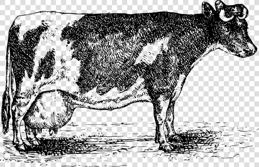 Transparent Dairy Cow Png   Cattle  Png DownloadTransparent PNG