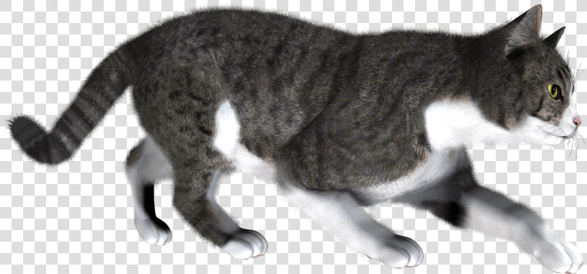 Cat Png   Cat Walking Transparent Background  Png DownloadTransparent PNG