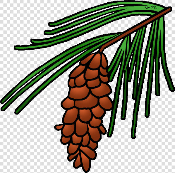 Leaf Clipart Pine Tree   Maine State Flower Drawing  HD Png DownloadTransparent PNG