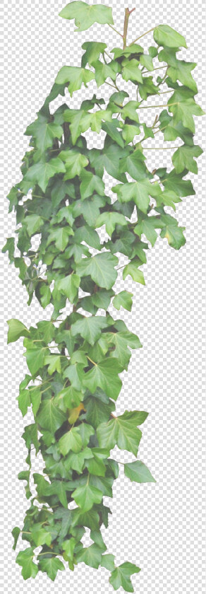 Ivy Vine Png Clipart   Hanging Ivy Transparent Background  Png DownloadTransparent PNG