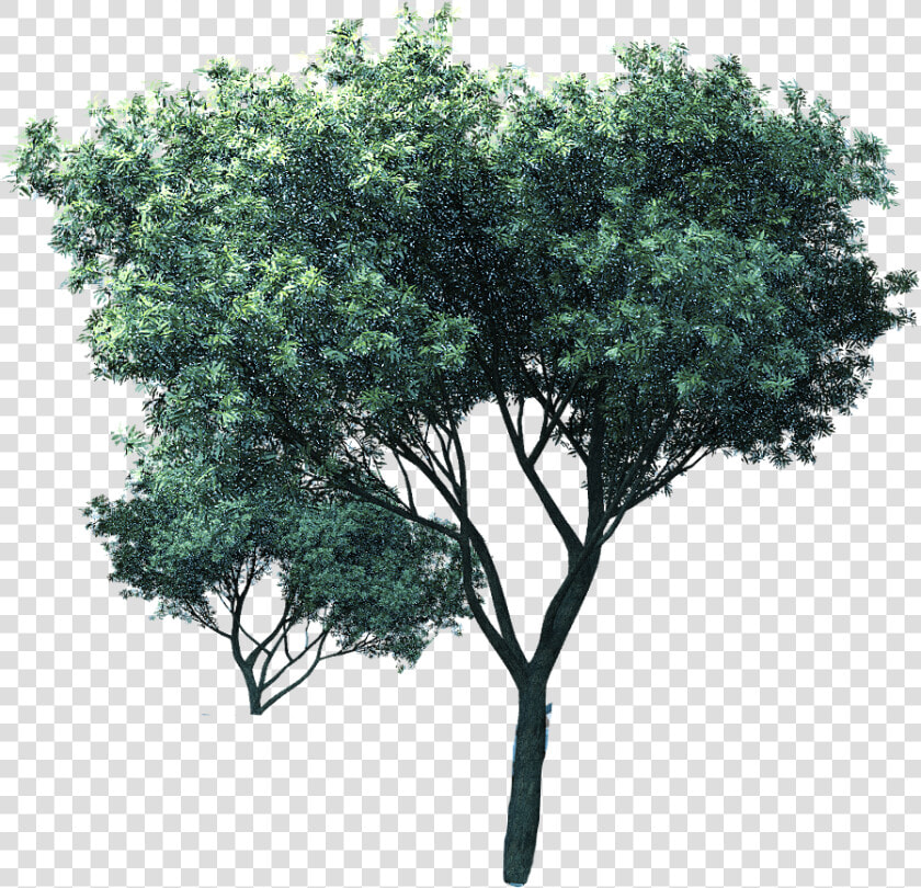 Mexican Pinyon  HD Png DownloadTransparent PNG