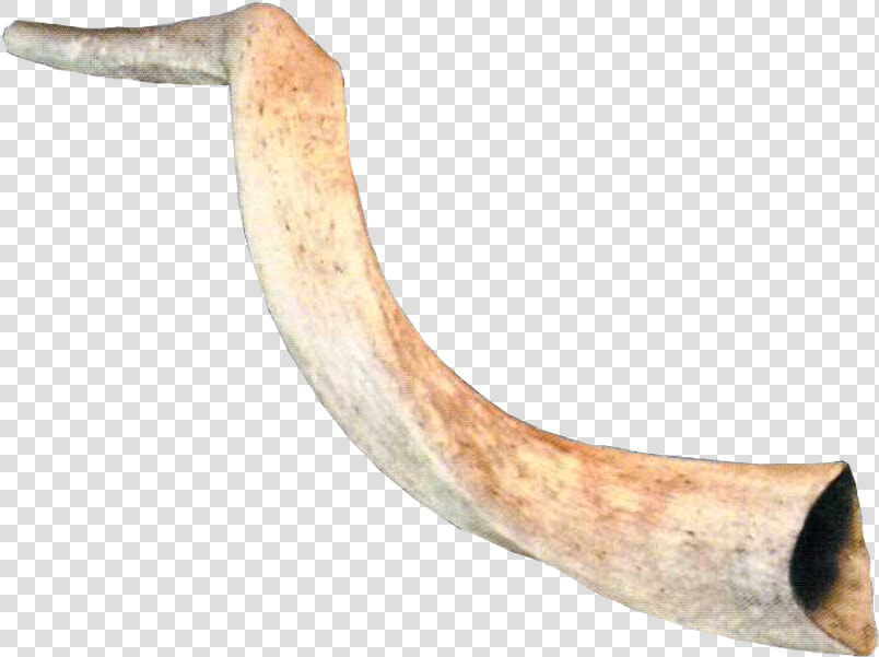 Ram Horns Png   Horn Trumpet Png  Transparent PngTransparent PNG