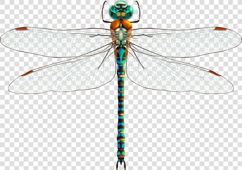 Dragonfly Png Clip Art   Стрекозы Пнг  Transparent PngTransparent PNG