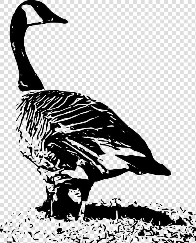 Transparent Flock Of Geese Clipart   Black And White Canada Goose Nest  HD Png DownloadTransparent PNG